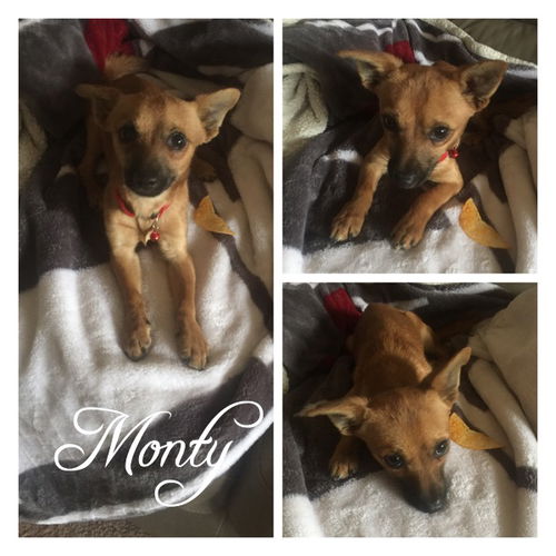 Monty