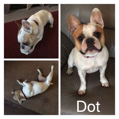 Dot