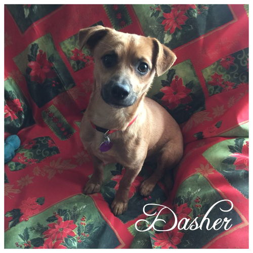 Dasher