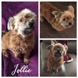 Jollie