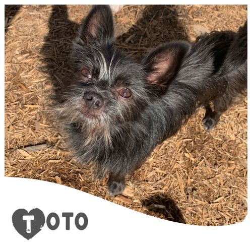 Toto