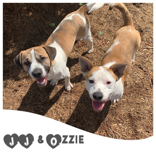 JJ & Ozzie