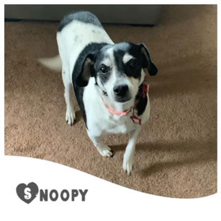 Snoopy