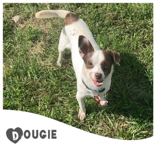 Dougie