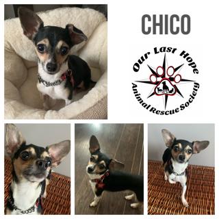 Chico