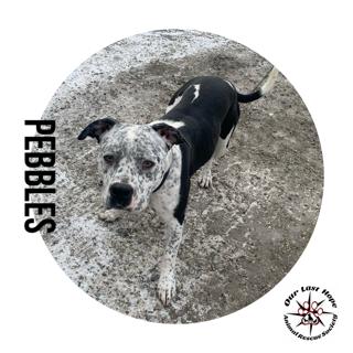 Pebbles