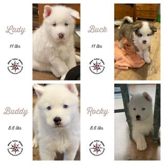 Princess Lucy's Puppies