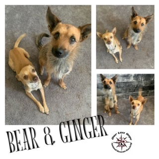 BEAR & GINGER...bonded pair