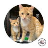 Kittens and Cats - Generic