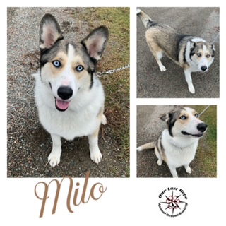 Milo