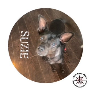 Suzie