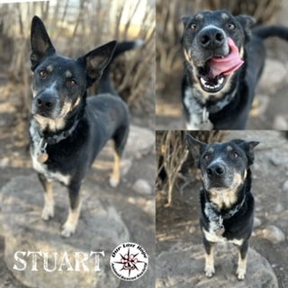 Stuart