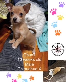 Chunck & Solo Chi Terrier Puppies