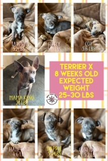 Terrier X Puppies  - Medium Size Expected