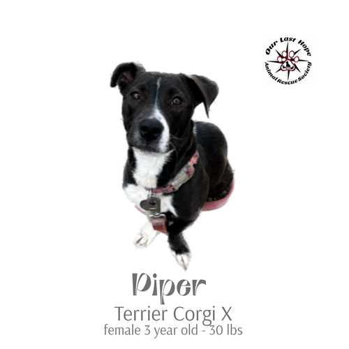 Piper
