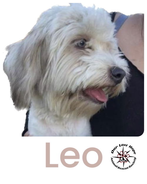 Leo