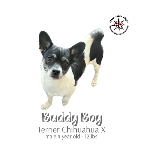 Buddy Boy