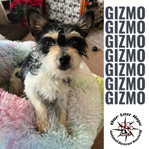 Gizmo