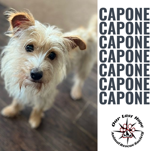 Capone