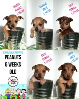 Chihuahua Puppies - PEANUTS