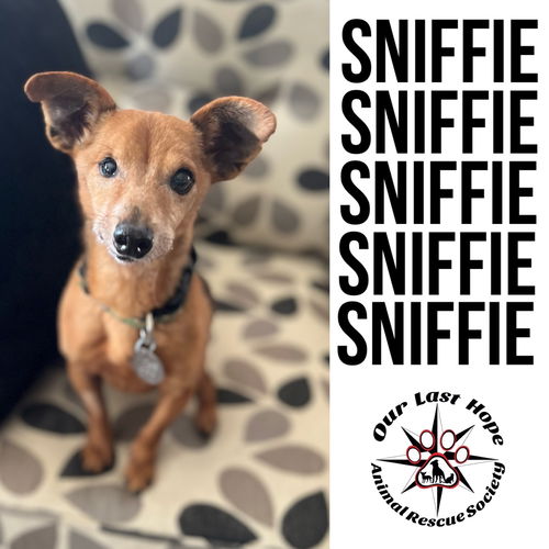 Sniffie