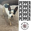 Pepper