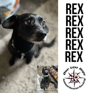 Rex