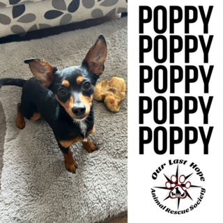 Poppy