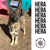 Hera