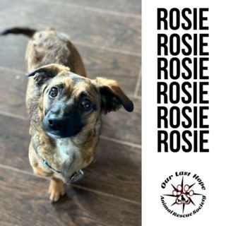 Rosie