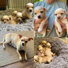 Chihauhau X Puppies ready June 5