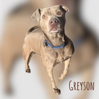 Greyson