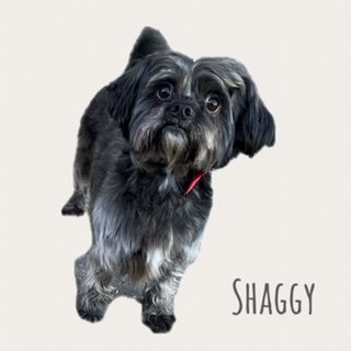 Shaggy