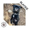 adoptable Dog in princeton, IN named Blackie