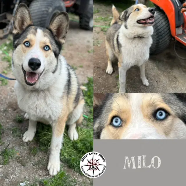 Milo - Husky