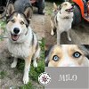 adoptable Dog in  named Milo