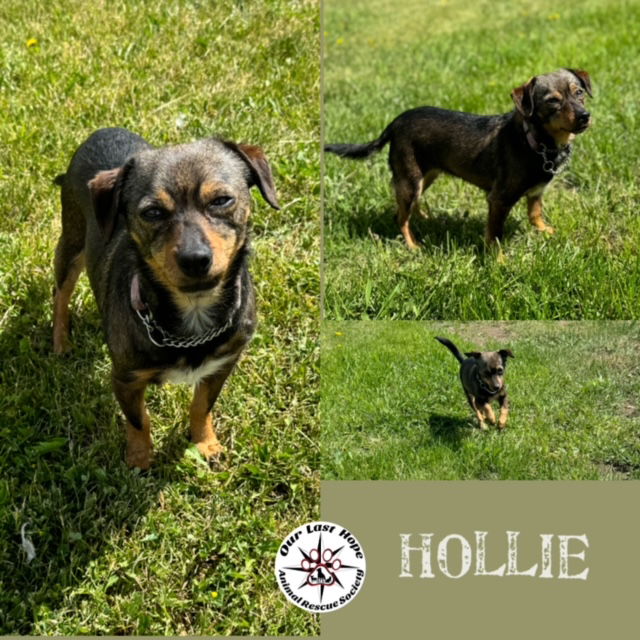 adoptable Dog in Princeton, BC named Hollie