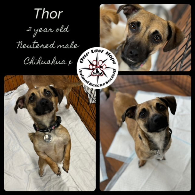 adoptable Dog in Princeton, BC named Thor