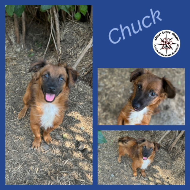 adoptable Dog in Princeton, BC named Chuck Norris