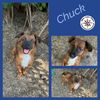 adoptable Dog in , BC named Chuck Norris