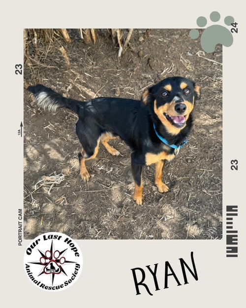 Ryan