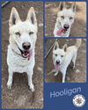 Hooligan