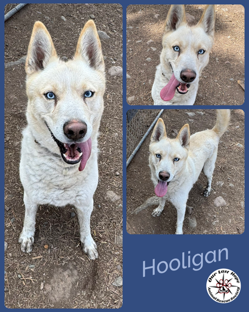 Hooligan
