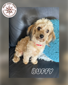 Buffy