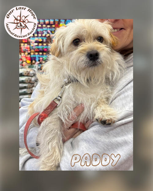 Paddy