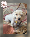 Bernie