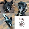 Lucky