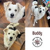 Buddy