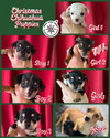 Lulu & 6 Puppies