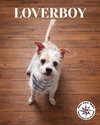 Loverboy